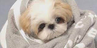 Cost Of A Shih Tzu Puppy Shih Tzu Puppy Shih Tzu Baby Shih Tzu