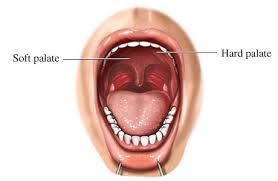 Hard And Soft Palate The Digestive System