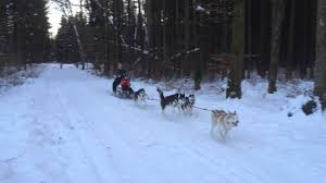 Husky gutschein schenken und ein lehrreiches, exklusives abenteuer mit schlittenhunde erleben. Husky Schlittenfahrt In Otterfing Mit Tobias Heller Youtube