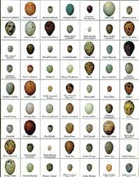 British Bird Egg Identification Pusat Hobi
