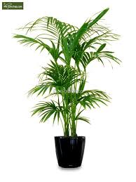 Https Www Gardenpalms Com Userfiles Fotosprodmp Howea Forsteriana2 Coole Zimmerpflanzen Zimmerpflanzen Wenig Licht Zimmerpflanzen Dekor