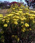 Image result for Helichrysum tillandsiifolium