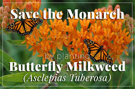 Help Save The Monarch Butterfly With Asclepias Tuberosa Butterfly Milkweed The Herb Exchange Asclepias Tuberosa Asclepias Milkweed Plant