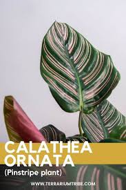 Image result for Calathea