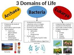 Domains Of Life Reference Chart