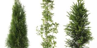 Many will attain 10 to 20 feet in height, not quite as wide, depending on the specific variety. 7 Fast Growing Trees In India