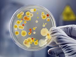 Image result for Bacteria