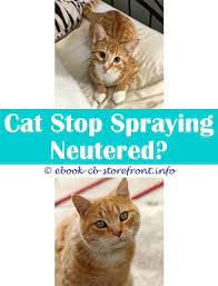 17 All Time Best Cat Spray Remover Diy Cat Spray Male Cat Spraying Cat Repellant