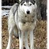 The hungarian shepherd dog has a strong and at the same time beautiful body structure. 1