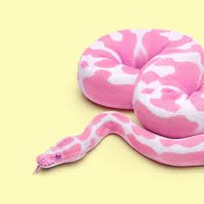 4 618 Likes 31 Comments Paul Fuentes Paulfuentes Design On Instagram Yellow Snake Snake Collection 4 X2f 4 Snake Wallpaper Pink Snake Snake Art