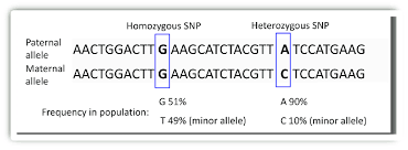 Scalable networking pack, additions to windows server 2003. Single Nucleotide Polymorphism Snps In Individual Genome And In Download Scientific Diagram