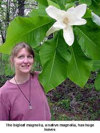 Of the many species only a few are commonly used as. Pin On Orchids Gardens Flowers Trees And Things