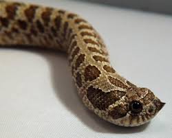 Check spelling or type a new query. Western Hognose Snakes