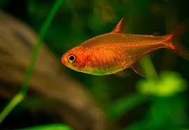 I'll make update videos in the future if anything changes. Ember Tetra Care Guide Tank Size Tank Mates Lifespan Diet