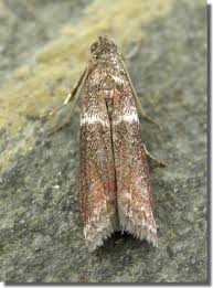 Image result for Cryptoblabes bistriga