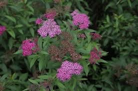 Check spelling or type a new query. How To Grow And Care For Spirea