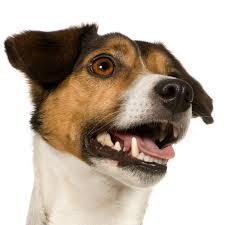 The jack russell was originally a hunting dog used to chase foxes and other small game, and they're now a popular companion breed. Remedies For A Dog S Bad Breath Thriftyfun