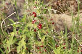 Image result for Pollichia campestris