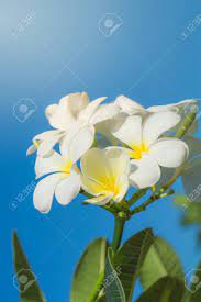 Maybe you would like to learn more about one of these? Close Up Of Bouquet White And Yellow Plumeria Or Frangipani Flower Hawaii Hawaiian Lei Flower Bali Indonesia Shri Lanka Spa On Branch Tree In Morning Garden Background With Sunlight Stock Photo Picture And