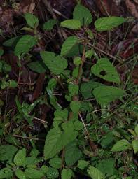 Image result for Melochia melissifolia