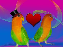 Love Bird Wallpapers Wallpaper Cave Browse and download hd love birds images png images with transparent background for free. love bird wallpapers wallpaper cave