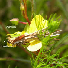 Image result for Psyche casta