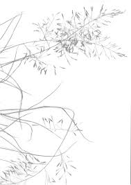 Image result for Eragrostis cylindriflora