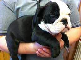 How much is an english bulldog puppy? Rare Black British Bulldog Pups Wolverhampton West Midlands Pets4homes Bulldog English Bulldog Puppies Bulldog Puppies