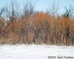 * images shown are of mature plants. Shrubs Of Wisconsin Salix Exigua Sandbar Willow