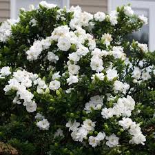 .blossom piring piring yogurt buah makanan penutup salad piring dekorasi peralatan makan 1pcs. Tanaman Melati Kaca Piring Mini Gardenia Jasminoides Radicans Shopee Indonesia