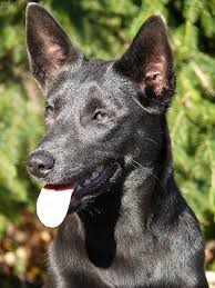 Pin On Australian Kelpie S Are The Best