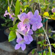 Image result for Bignonia callistegioides