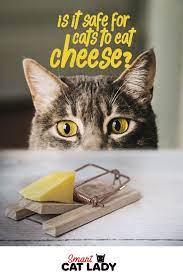 Is It Safe For Cats To Eat Cheese Cats Cat Care Cat Facts