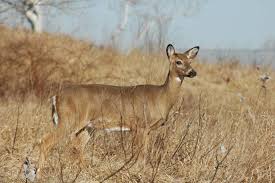 White Tailed Deer Odocoileus Virginianus Natureworks