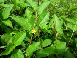 Image result for Corchorus aestuans