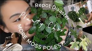 Spend a Planty Afternoon With Me Caring For My Plant Room 🌿