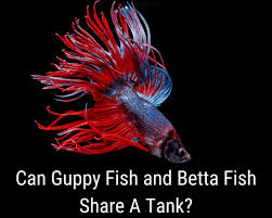 Can You Keep Guppies And Beta Fish In Same Tank