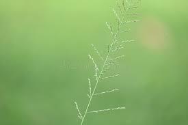 Image result for Sporobolus pyramidalis