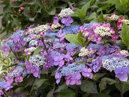 It tends to be a little leggy, with a typical clearance of 1 foot from the ground. Plant Now For Summer Color Top Suggestions From Monrovia For A Full Color Summer Perishable News