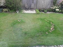Found eating my passionfruit vines. Found This Growing In My Garden How Do I Encourage Them To Grow Into A Full Ring Mycology