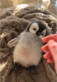 images?q=tbn:ANd9GcRCGuKPPL9StWZNTIBcoeYHW_RyxN27vFujvw&s