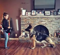 Advice from breed experts to make a safe choice. Chilliwack Dog In New York Vying For Top Spot In 144th Annual Westminster Dog Show Chilliwack Progress