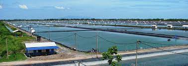 126 aquaculture manufacturers in malaysia. Malaysia Shrimp Farm Redesign Successfully Combines Biosecurity Biofloc Technology Global Aquaculture Advocate