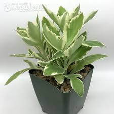 Image result for Kalanchoe lateritia