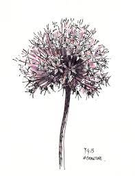 Allium Art Print By Anthony Greentree Flower Drawing Watercolor Sketch Art Prints