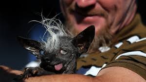 Format galleryposted on july 5, 2016july 7, 2016author matt lewiscategories dog imagestags ugly dogs. The World S Ugliest Dog And The Case Of The Libelous Oozing Sore The Two Way Npr
