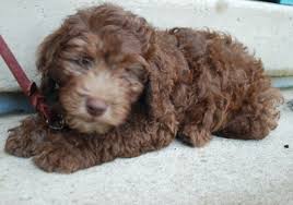 colors of the australian labradoodle ashford manor