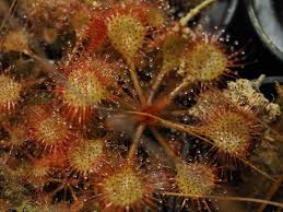 Image result for Drosera burkeana
