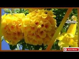 Adios A La Diabetes Con Planta De Insulina San Andres Y Tronadora Youtube Plantas Jardineria Y Plantas Plantas Medicinales