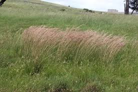 Image result for Hyparrhenia